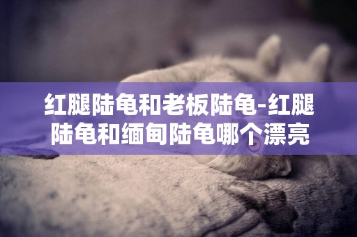 紅腿陸龜和老板陸龜-紅腿陸龜和緬甸陸龜哪個漂亮