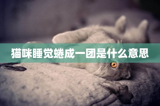 貓咪睡覺蜷成一團是什么意思