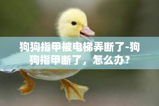 狗狗指甲被電梯弄斷了-狗狗指甲斷了，怎么辦？