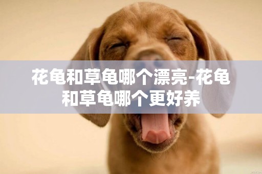 花龜和草龜哪個漂亮-花龜和草龜哪個更好養