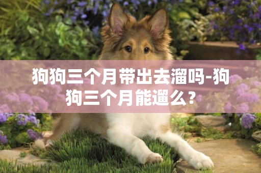 狗狗三個月帶出去溜嗎-狗狗三個月能遛么？