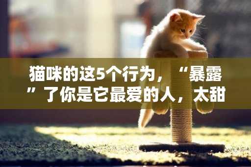 貓咪的這5個行為，“暴露”了你是它最愛的人，太甜了 