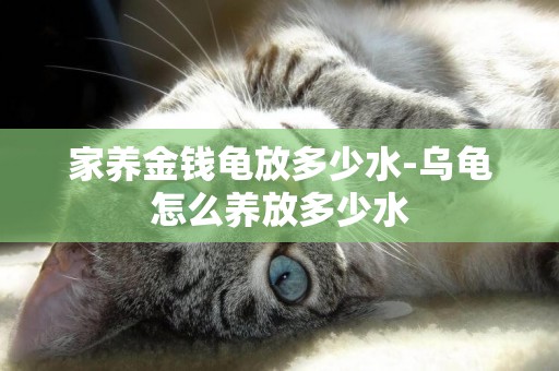 家養金錢龜放多少水-烏龜怎么養放多少水