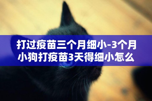 打過疫苗三個月細小-3個月小狗打疫苗3天得細小怎么辦