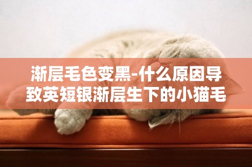 漸層毛色變黑-什么原因導致英短銀漸層生下的小貓毛色變黑