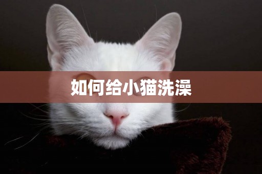 如何給小貓洗澡