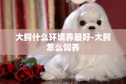 大鱷什么環境養最好-大鱷怎么飼養