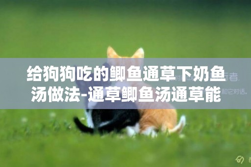 給狗狗吃的鯽魚通草下奶魚湯做法-通草鯽魚湯通草能吃嗎