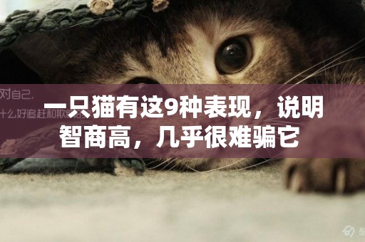一只貓有這9種表現，說明智商高，幾乎很難騙它 
