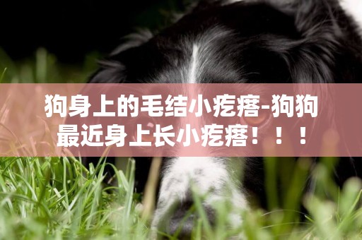 狗身上的毛結小疙瘩-狗狗最近身上長小疙瘩！！！