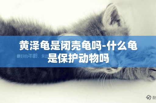 黃澤龜是閉殼龜嗎-什么龜是保護動物嗎