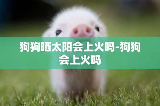 狗狗曬太陽會上火嗎-狗狗會上火嗎