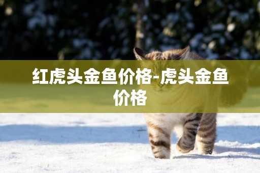 紅虎頭金魚價格-虎頭金魚價格