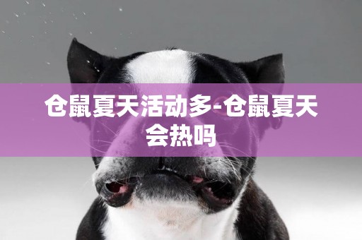 倉鼠夏天活動多-倉鼠夏天會熱嗎