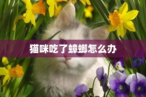 貓咪吃了蟑螂怎么辦