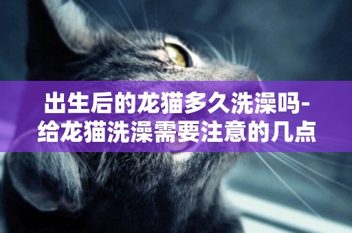 出生后的龍貓多久洗澡嗎-給龍貓洗澡需要注意的幾點事項