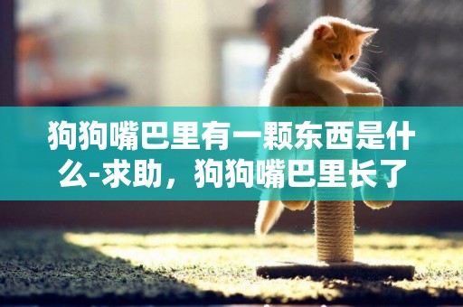 狗狗嘴巴里有一顆東西是什么-求助，狗狗嘴巴里長了個肉球.不知道是什么