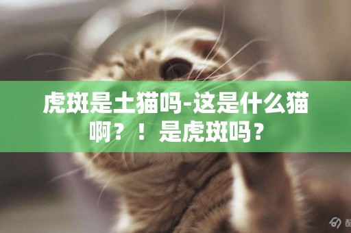 虎斑是土貓嗎-這是什么貓啊？！是虎斑嗎？
