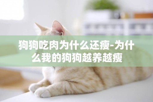 狗狗吃肉為什么還瘦-為什么我的狗狗越養越瘦