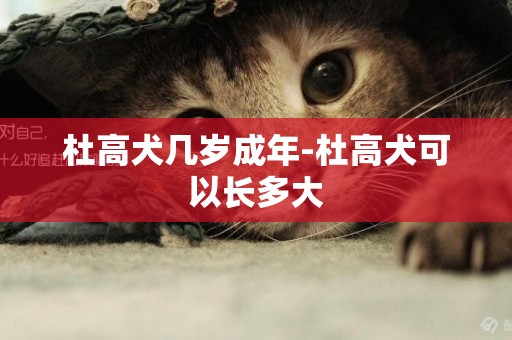 杜高犬幾歲成年-杜高犬可以長多大