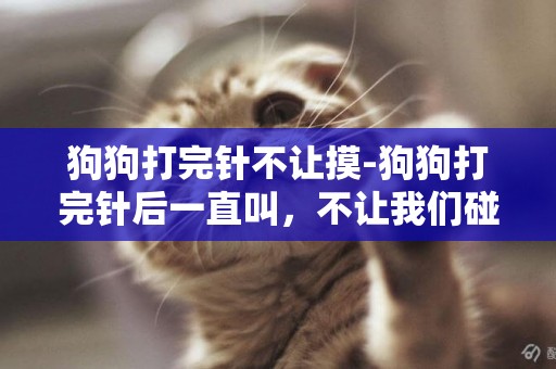 狗狗打完針不讓摸-狗狗打完針后一直叫，不讓我們碰它這是為什么？