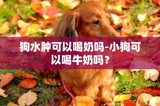 狗水腫可以喝奶嗎-小狗可以喝牛奶嗎？