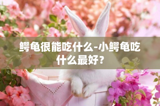 鱷龜很能吃什么-小鱷龜吃什么最好？