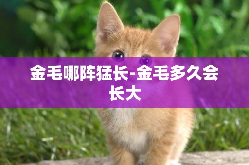 金毛哪陣猛長-金毛多久會長大