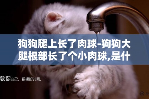 狗狗腿上長了肉球-狗狗大腿根部長了個小肉球,是什么