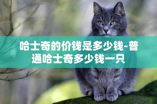哈士奇的價錢是多少錢-普通哈士奇多少錢一只