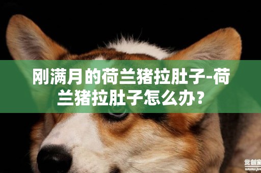 剛滿月的荷蘭豬拉肚子-荷蘭豬拉肚子怎么辦？