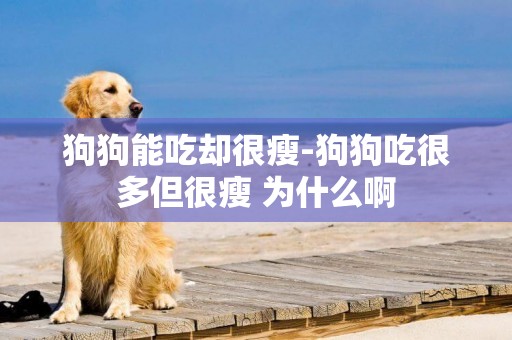 狗狗能吃卻很瘦-狗狗吃很多但很瘦 為什么啊