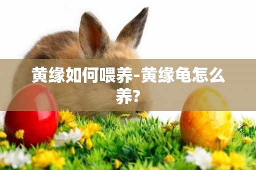 黃緣如何喂養-黃緣龜怎么養?