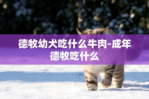 德牧幼犬吃什么牛肉-成年德牧吃什么