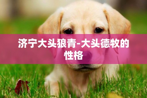 濟寧大頭狼青-大頭德牧的性格
