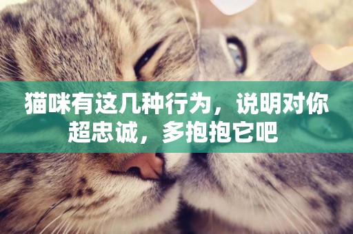 貓咪有這幾種行為，說明對你超忠誠，多抱抱它吧 