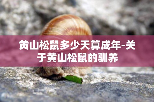黃山松鼠多少天算成年-關于黃山松鼠的馴養