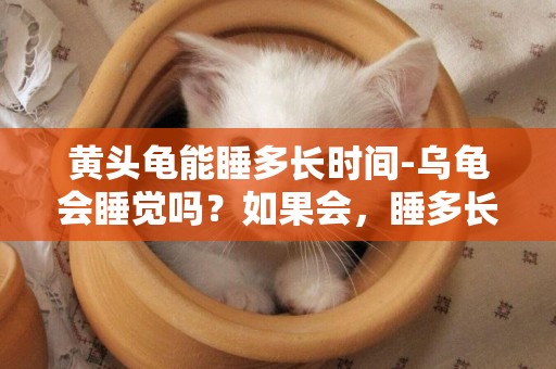 黃頭龜能睡多長時間-烏龜會睡覺嗎？如果會，睡多長時間？