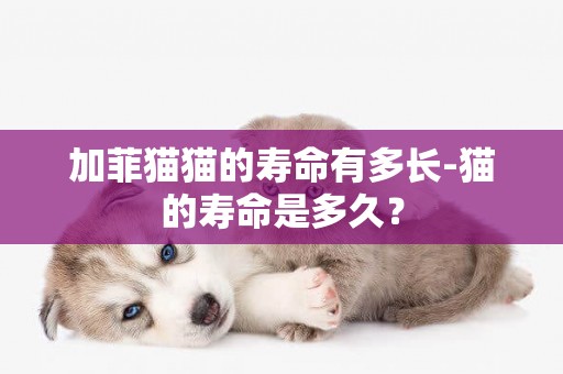 加菲貓貓的壽命有多長-貓的壽命是多久？