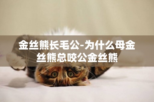 金絲熊長毛公-為什么母金絲熊總咬公金絲熊