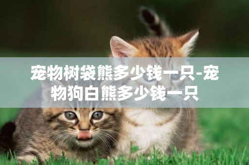 寵物樹袋熊多少錢一只-寵物狗白熊多少錢一只