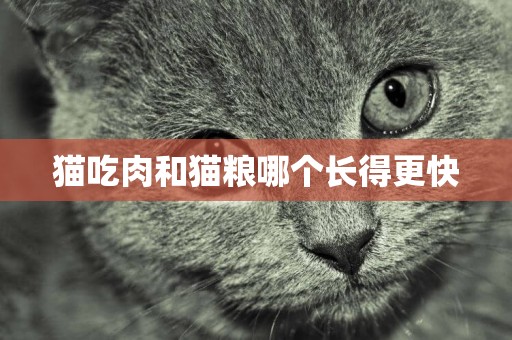 貓吃肉和貓糧哪個長得更快