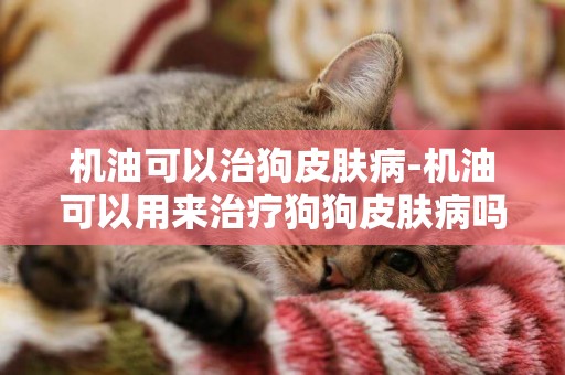機油可以治狗皮膚病-機油可以用來治療狗狗皮膚病嗎