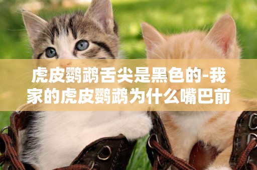 虎皮鸚鵡舌尖是黑色的-我家的虎皮鸚鵡為什么嘴巴前端發黑