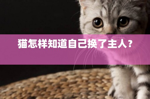 貓怎樣知道自己換了主人？ 