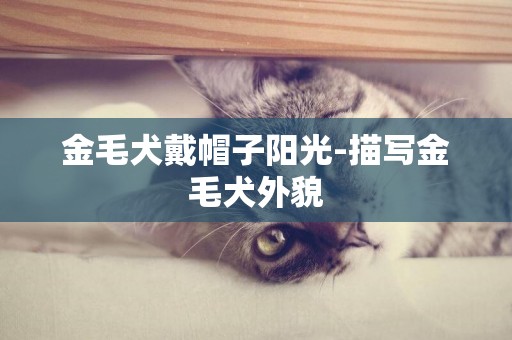 金毛犬戴帽子陽光-描寫金毛犬外貌