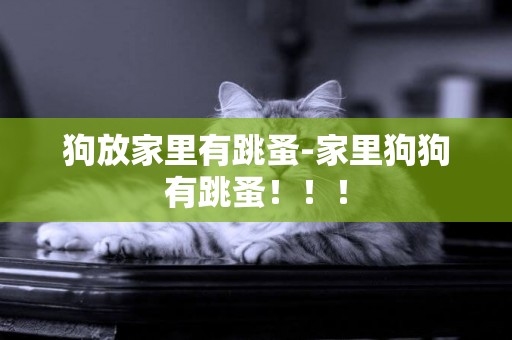 狗放家里有跳蚤-家里狗狗有跳蚤！！！