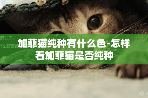 加菲貓純種有什么色-怎樣看加菲貓是否純種