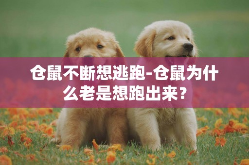 倉鼠不斷想逃跑-倉鼠為什么老是想跑出來？