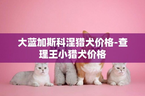 大藍加斯科涅獵犬價格-查理王小獵犬價格